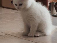 British shorthair yavru kedimiz