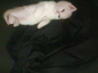 Yavru british shorthair