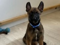 A kalite malinois yavrular