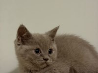 Sağlıklı british shorthair yavrular