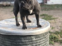 Dişi blue french Bulldog