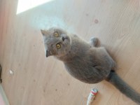 Scottish fold kittens