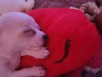 Orijinal elma kafa chihuahua yavruları bir dişi bir erkek