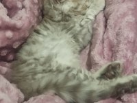 Acil sahiplendirme british longhair