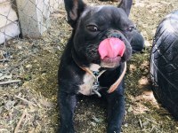 Süper anotomi franch bulldog