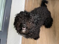 2 Yaşında Erkek Maltipoo