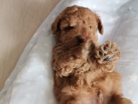 Köpekler yeni sahiplerini arıyorlar