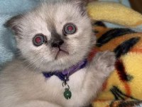 İlk gelen alır oyun hastası british shorthair