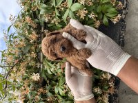Antialerjik zeki oyuncu toy poodle