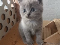 Bayram şekeri tadında gri dişi yavru british shorthair