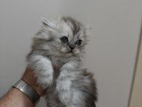 Chinchilla kediler