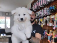 Tr 1 adayı ödüllü babadan ayı yavrusu samoyed