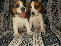Sevimli Ve Oyuncu Beagle Yavruları