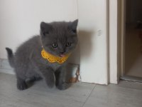 2 aylık kedimiz duman