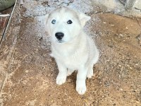 Husky Köpekler