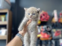 Mükemmel yapı british shorthair