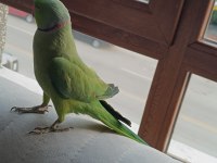 Pakistan papağanı