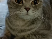 Scottish fold kedimiz