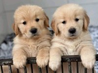 Dişi ve Erkek Golden Retriever Bebeklerimiz