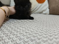 Erkek yavru bombay kedisi