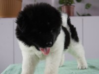 A kalite Amerikan akita yavrularımız