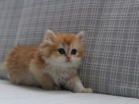 Ny12 şecereli british longhair