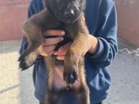 A Kalite Koyu Belçika Malinois Yavruları