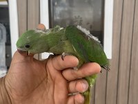 Alexander iskender papağanı bebek