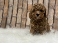 Şecereli aşılı poodle yavru köpekler