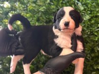 En zeki arkadaş border collie