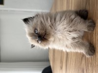 British Longhair Chocolate Point Dişi Yavru
