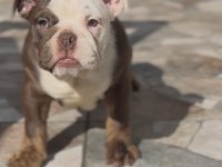 Egzotik İngiliz Bulldog Yavrularımız