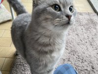 British Shorthair 3 Yaşında