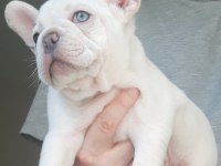 Exotic French Bulldog eşsiz güzellikte erkek yavru