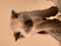 British shorthair yavrumuza yuva arıyoruz
