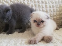Scottish Fold Kedim