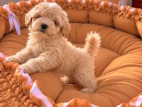 Üst Kalite Maltipoo Bebekler 