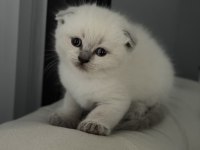 Minik Scottish Fold Yavrulara Yeni Yuva