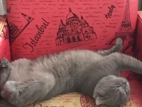 19 aylık her şeyi tam british shorthair gri renk