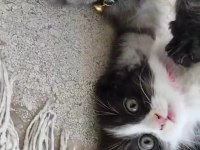 minnak british shorthair kedimize ömürlük yuva