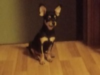Minyatür pinscher köpeği 2 aylık