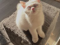ERKEK BRİTİSH CİNSİ YAVRU KEDİMİZ