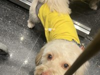Dünya Tatlısı Maltipoo