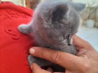 British shorthair yavru dişi
