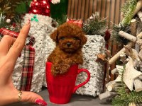 ANKARA NIN EN GÜZEL TOY POODLE YAVRULARI