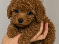 Toy Poodle 3 Adet