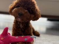 Kore erkek 2,5 kg 15 aylık poodle