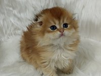 Safkan Scottish Fold Longhair Dişi Yavru