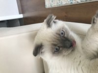 5 aylık oyuncu scottish fold