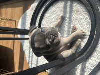 French bulldog blue dişi